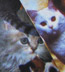CAT SOCKS!! Cat Photo Collage on Knee High Stockings