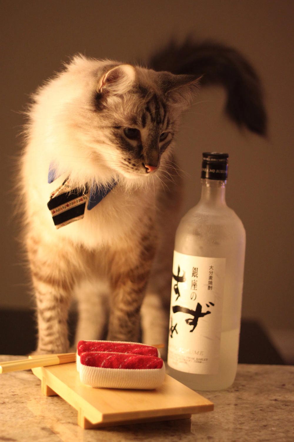 I too would like to sample your sushi socks, says the cat.
